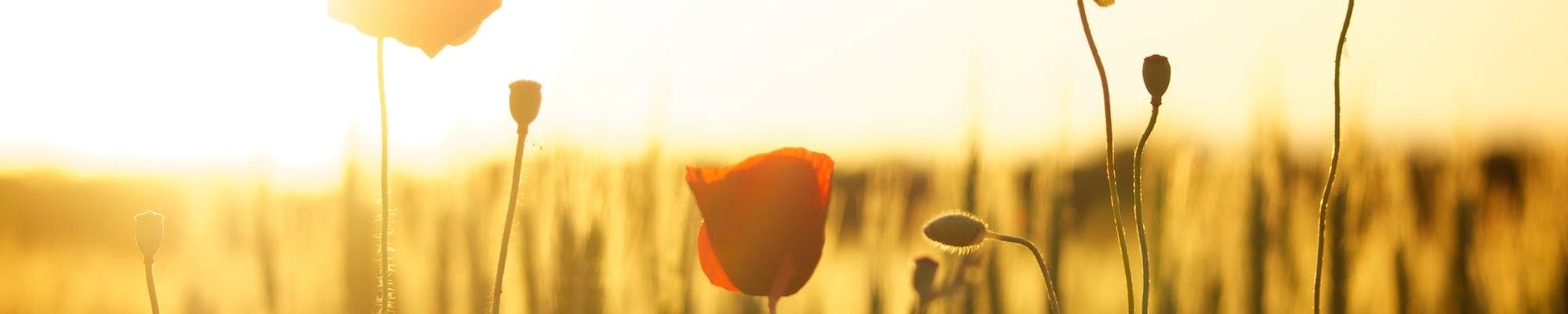 Field, sun, flowers